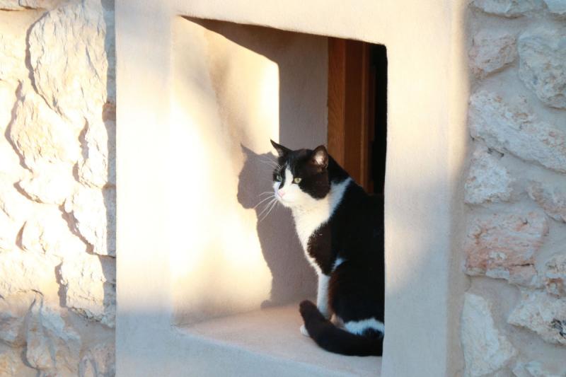 Feeling chilled: Can Lluc’s resident feline